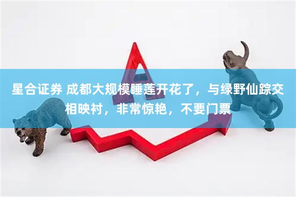 星合证券 成都大规模睡莲开花了，与绿野仙踪交相映衬，非常惊艳，不要门票